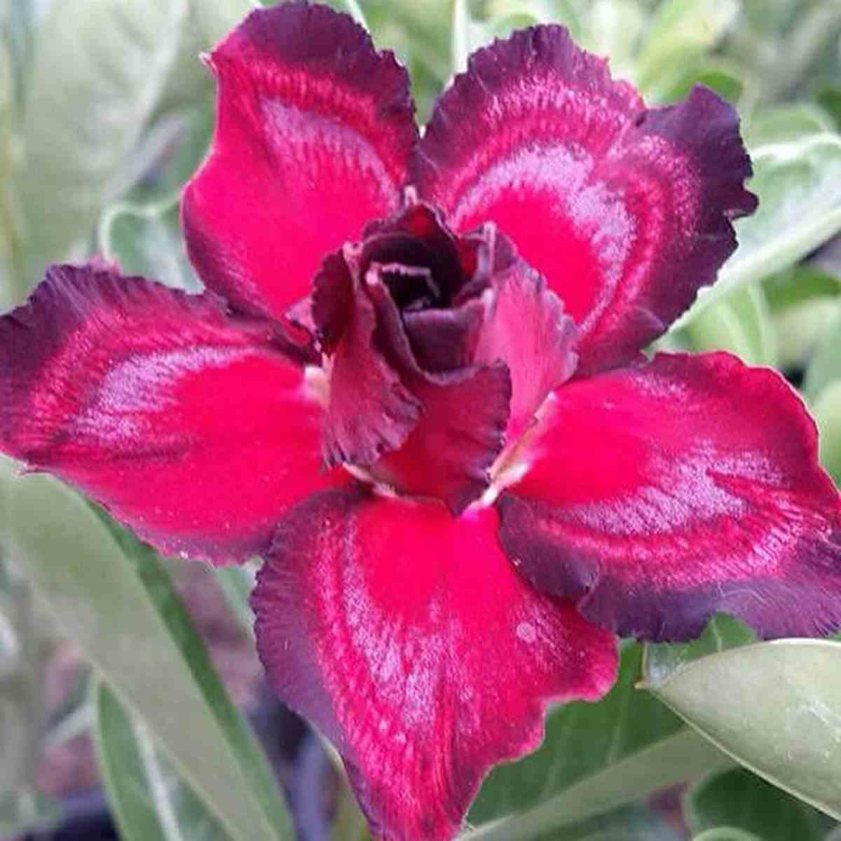Adenium obesum cv.sing black taille caudex d'environ 150g - rouge-violet