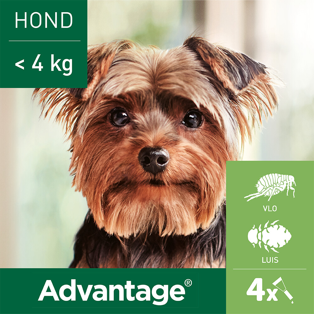 Advantage Anti Vlooiendruppels 40 Hond 1,5 - 4 kg4 pipetten