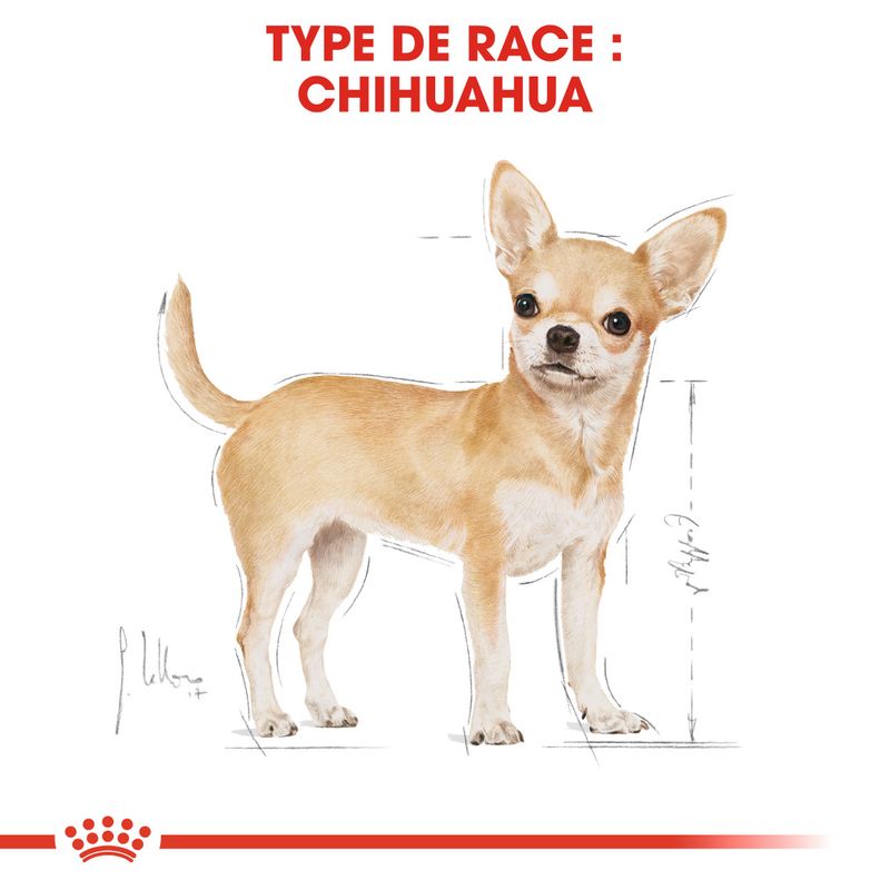Royal Canin Chihuahua en mousse