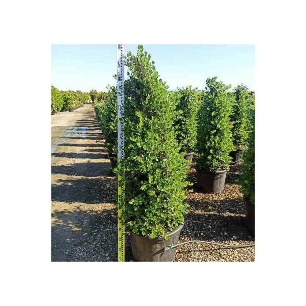 Metrosideros excelsa (arbre de noël) rouge - taille pot 130l - 150/175cm