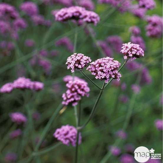 Verveine de Buenos Aires : godet vert
