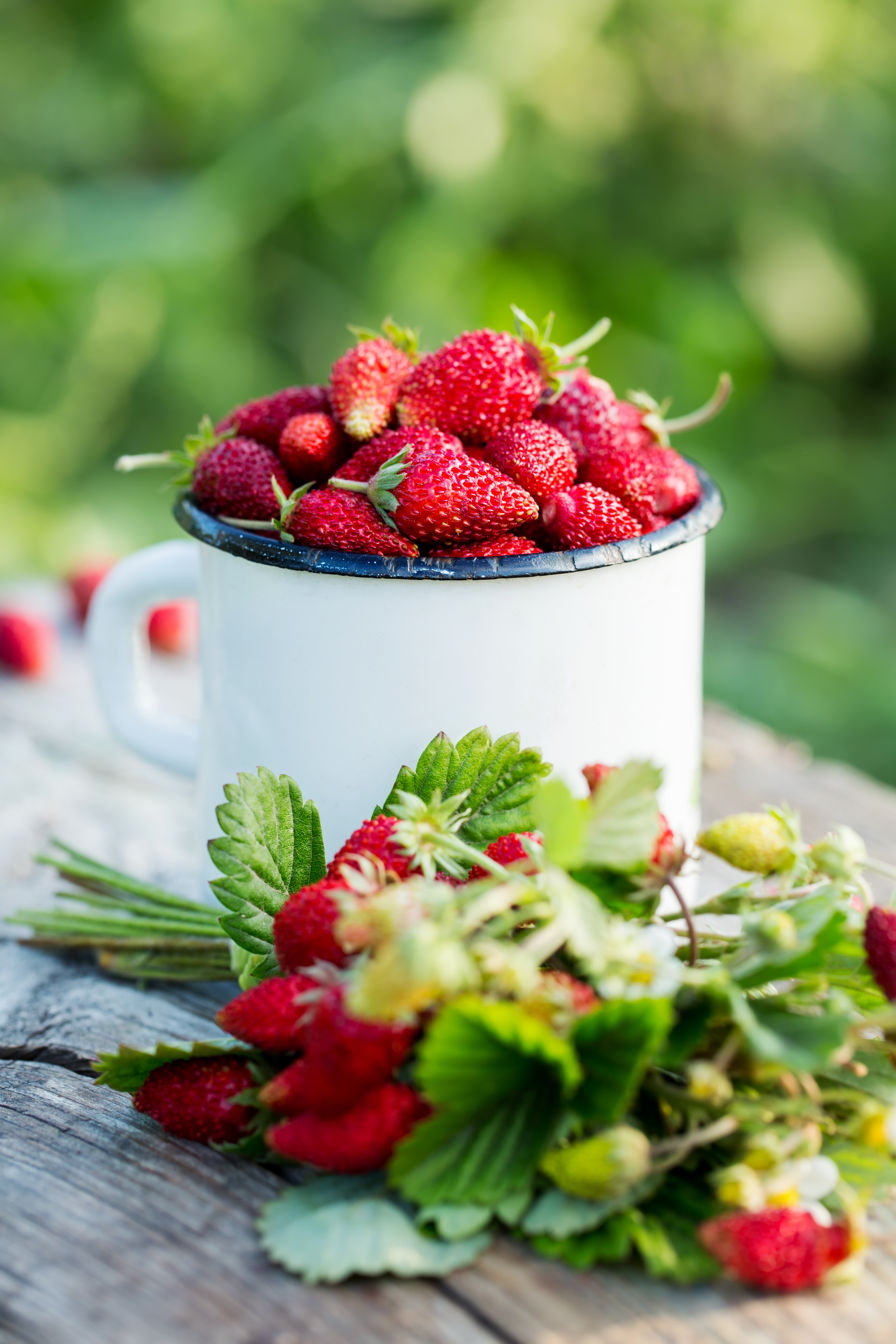 Sachet de graines de fraisier des 4 saisons - sachet de 0,2 grammes - petite entreprise française - made in france