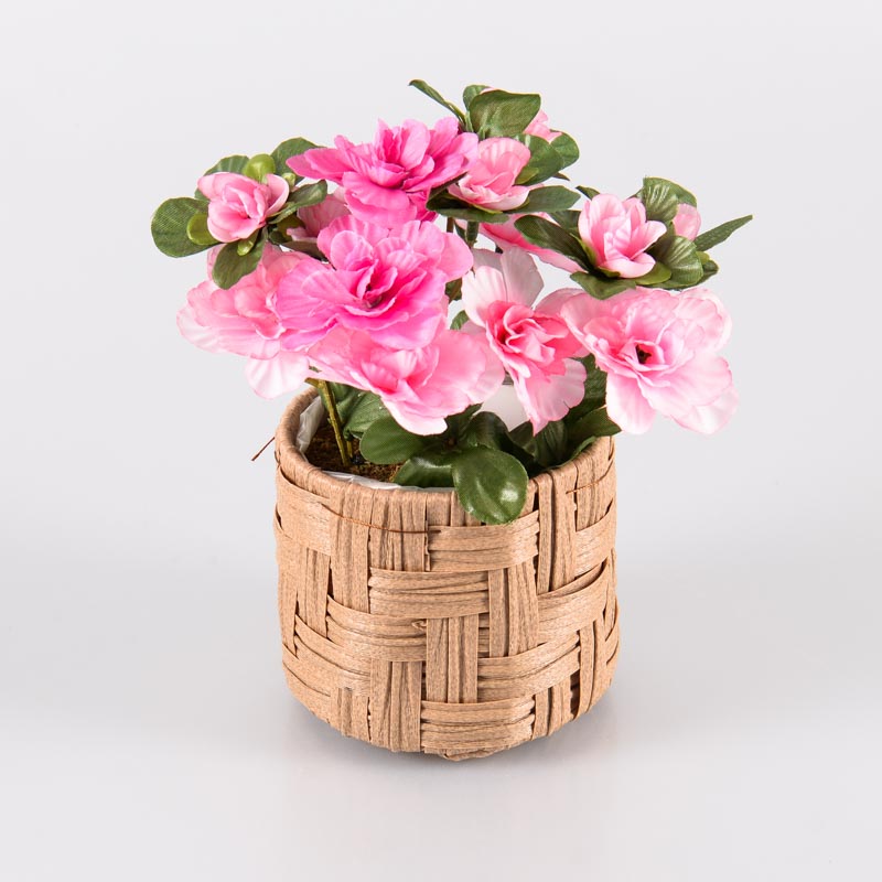 Roses en pot