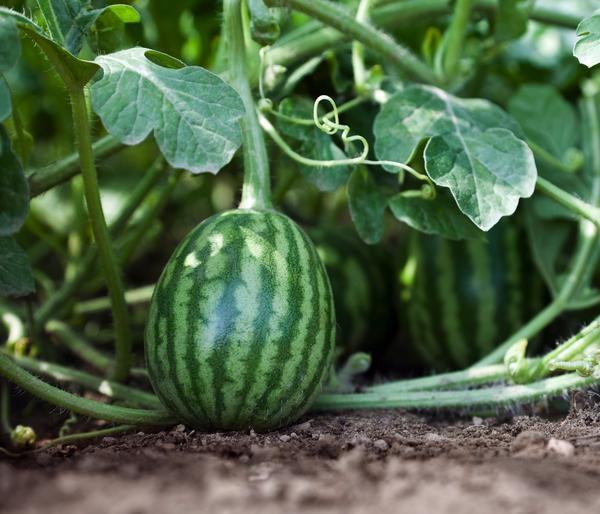 Dehner Gourmet Garten Wassermelone, veredelt