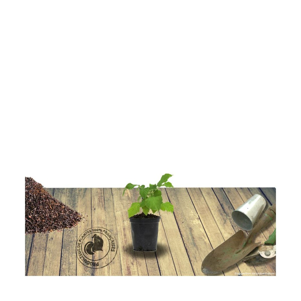 Framboisier idaeus marastar®/rubus idaeus marastar®[-]godet - 5/20 cm