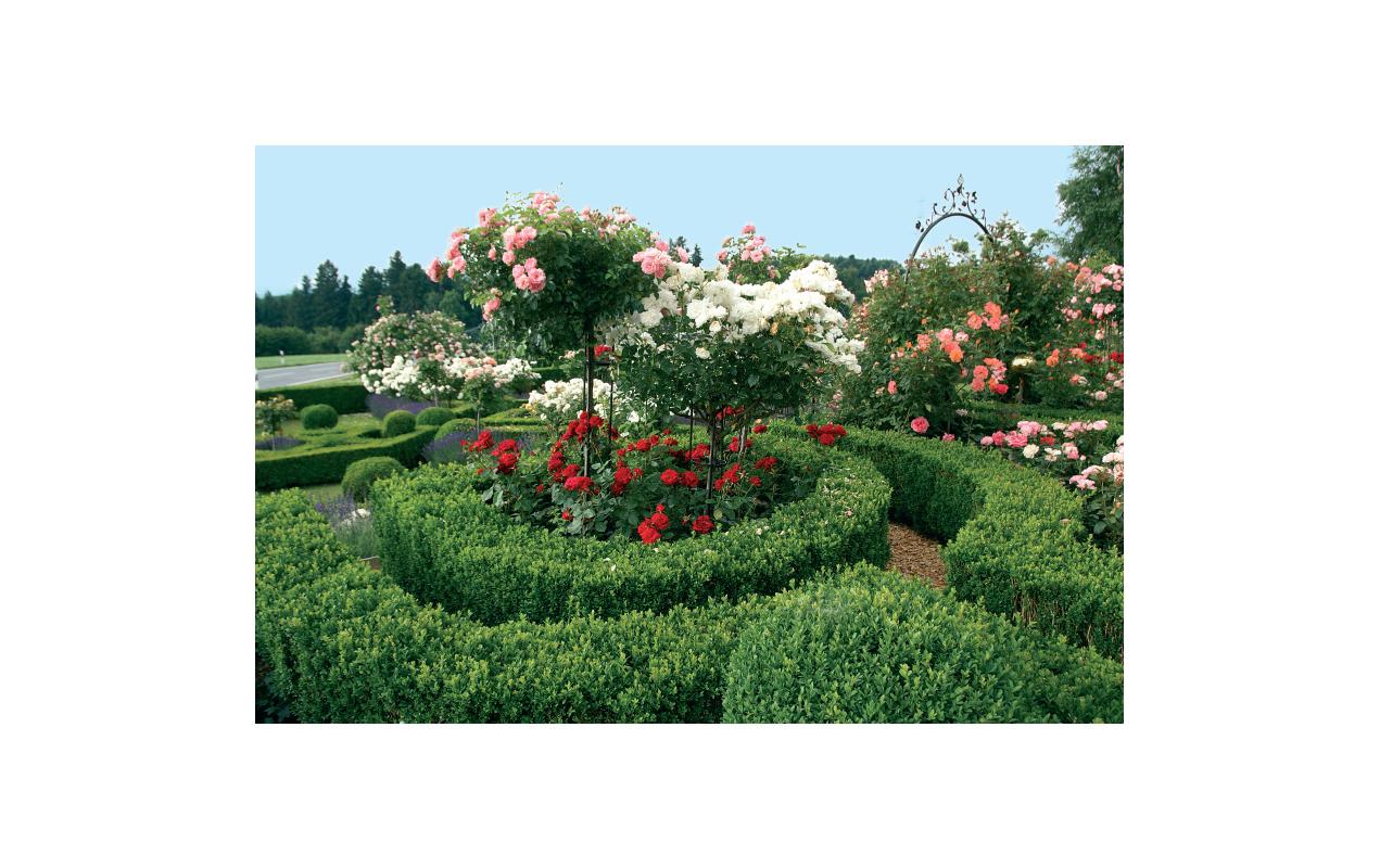 Buxusdünger Azet, 2.5 kgOrganischer NPK-Dünger 7-3-6 für Buxus, Stechpalme, Kirschlorbeer und andere immergrüne Pflanzen
