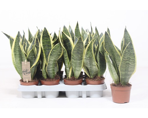 Bowstring Hennep FloraSelf Sansevieria trifasciata 'Superba' H 25-35 cm Ø 9 cm pot