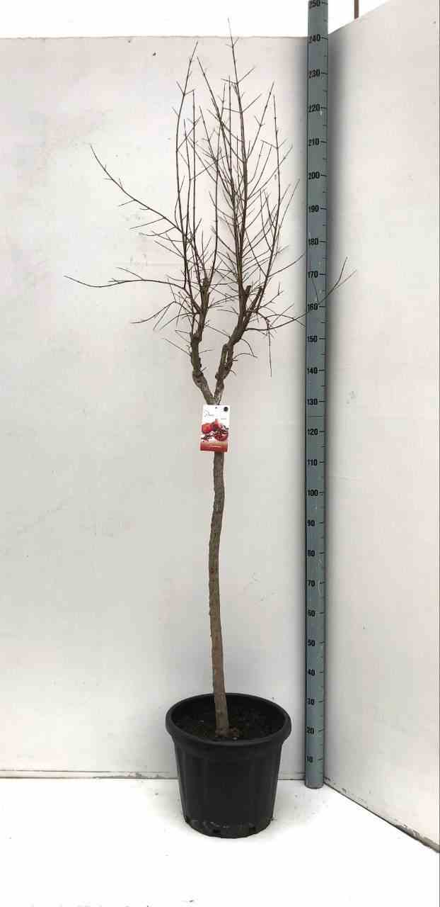 Punica granatum (grenadier à fruits) taille pot de 7 litres ? 100/120 cm - rouge