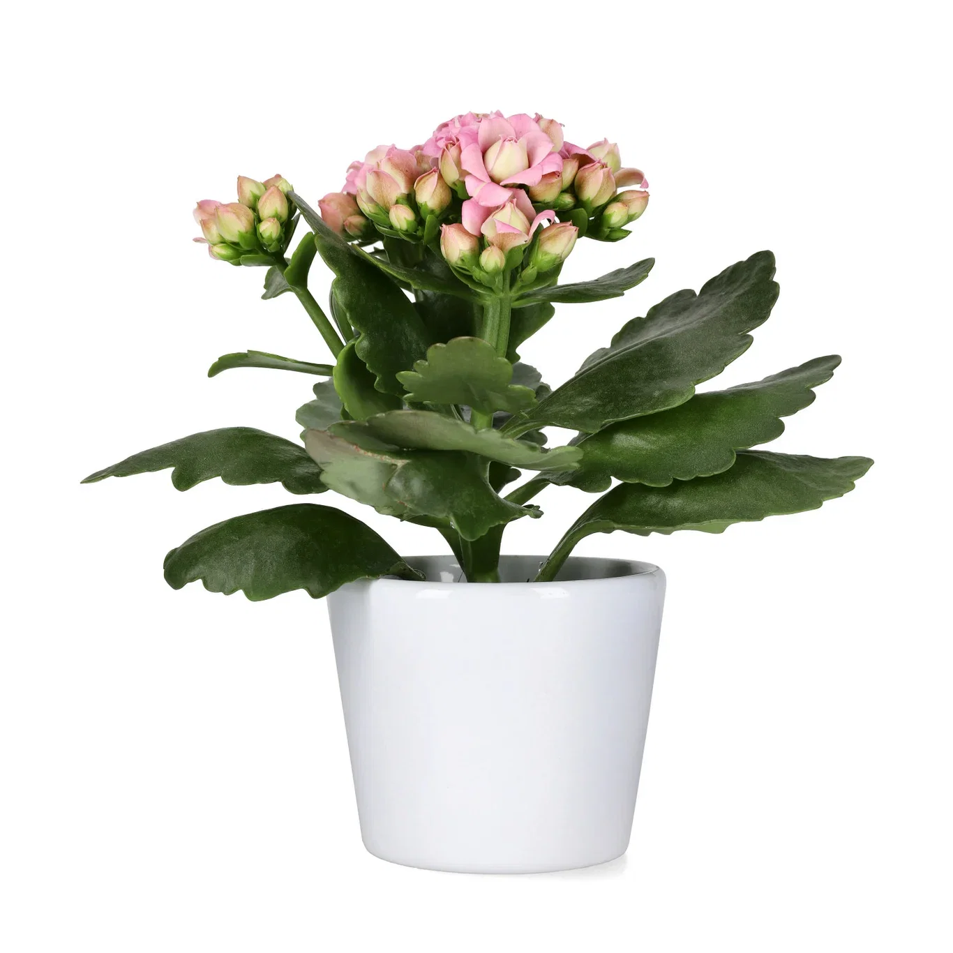 Kalanchoe mini Light Pink 6cm Ildtopp Høyde 10 cm