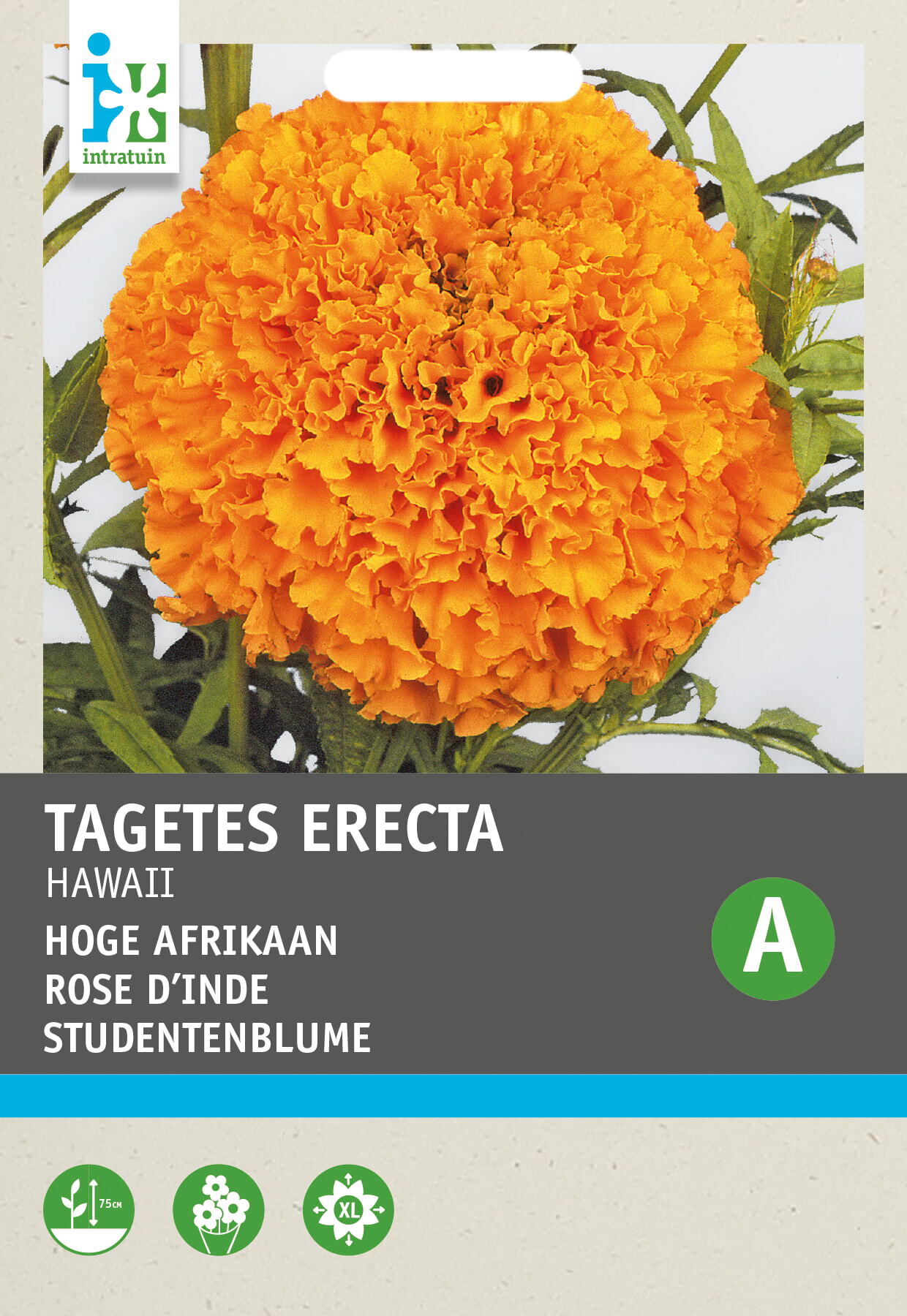 Intratuin bloemenzaad Afrikaantje oranje reukloos (Tagetes patula 'Hawaii')