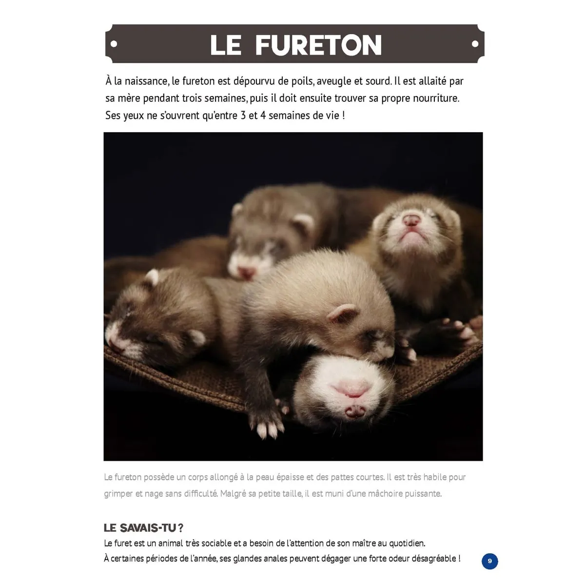 Prologue Mon Grand Animalier des Bébés Animaux