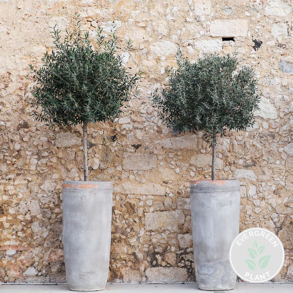 Olea europaea - olivier sur tronc - arbre méditerranéen - rustique - ⌀21 cm - ↕95-110 cm
