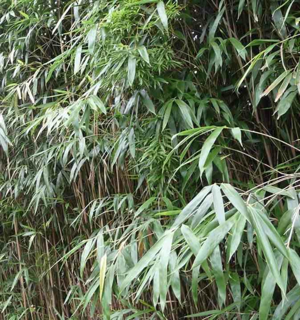 Pseudosasa japonica taille pot de 15 litres ? 140/160 cm