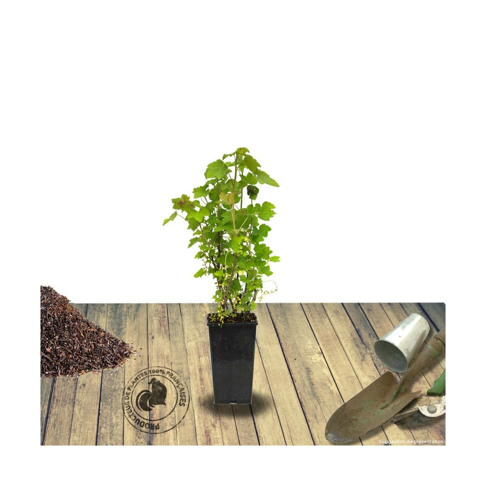 Groseillier à grappes rubrum blanka/ribes rubrum blanka[-]pot de 5l