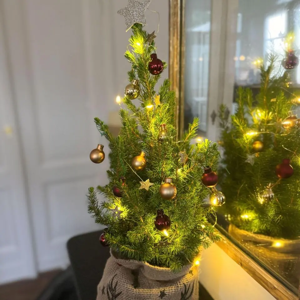 Mini-kerstboom met juten zak - Picea glauca ‘Conica’ - Hoogte 55-65cm - ⌀15cm