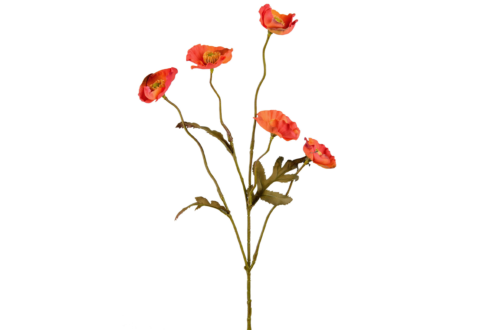 Valmue stilkblomst Orange og grønn. Tørket utseende. H65 cm