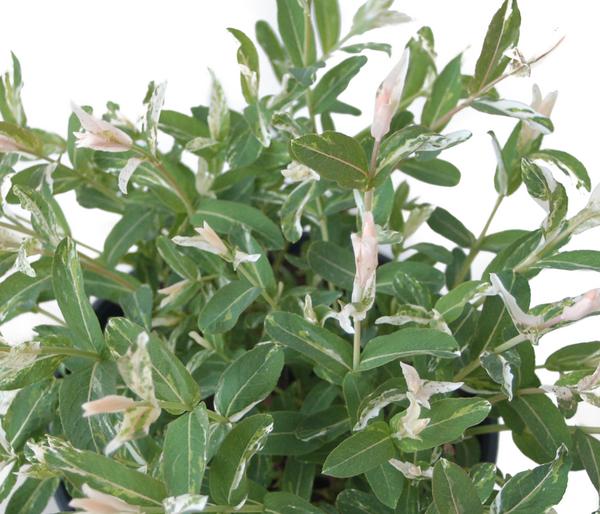Zierweide 'Hakuro Nishiki'