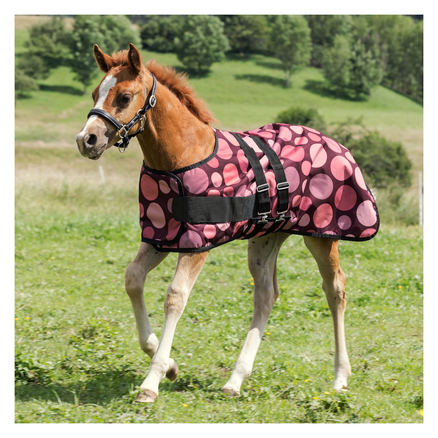 Horse-friends Fohlendecke - berry dots