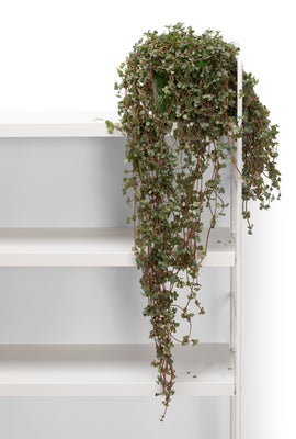 Alice & Fox Skrivebord Billie med Oppbevaring