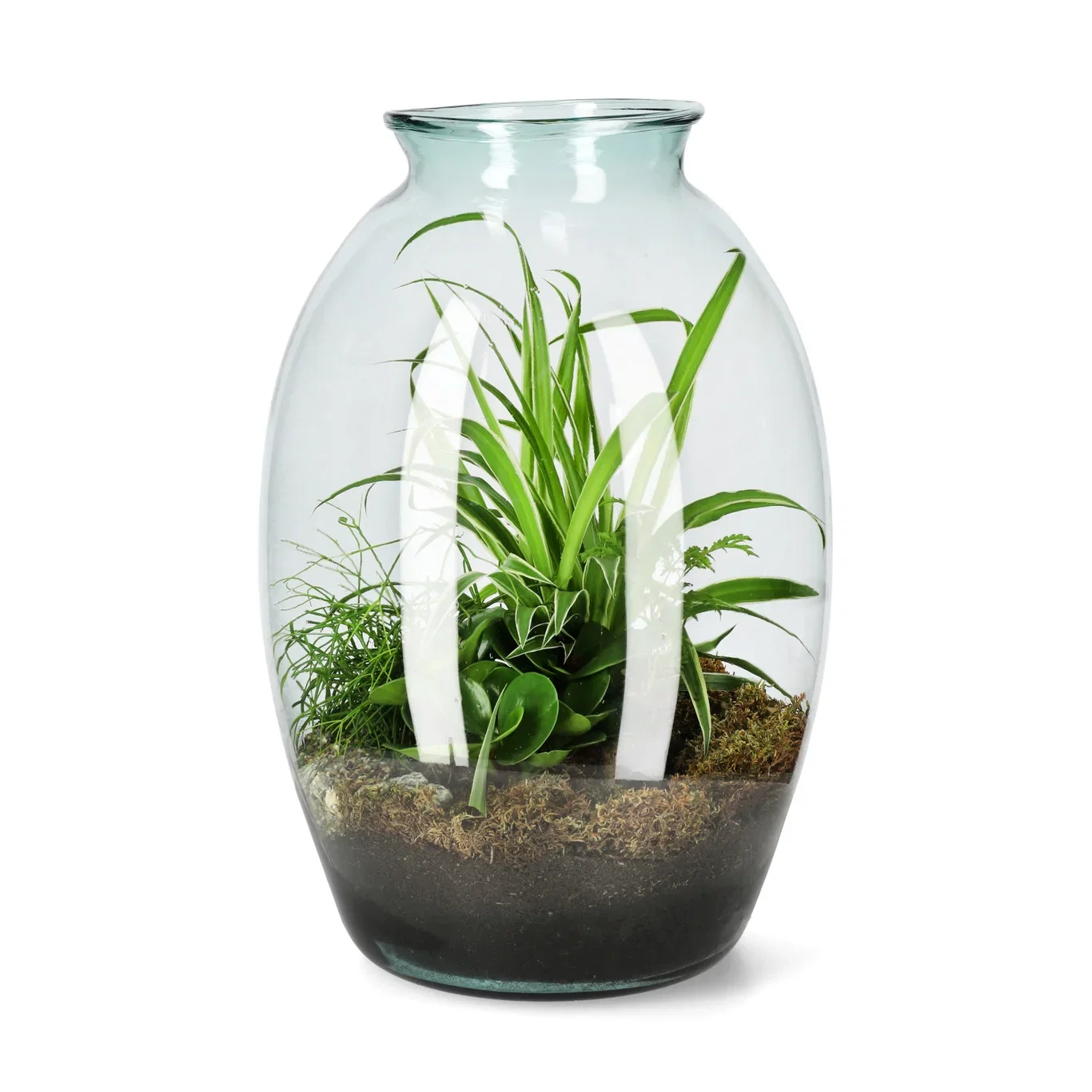 Terrarium Green Essentials Høyde 55 cm