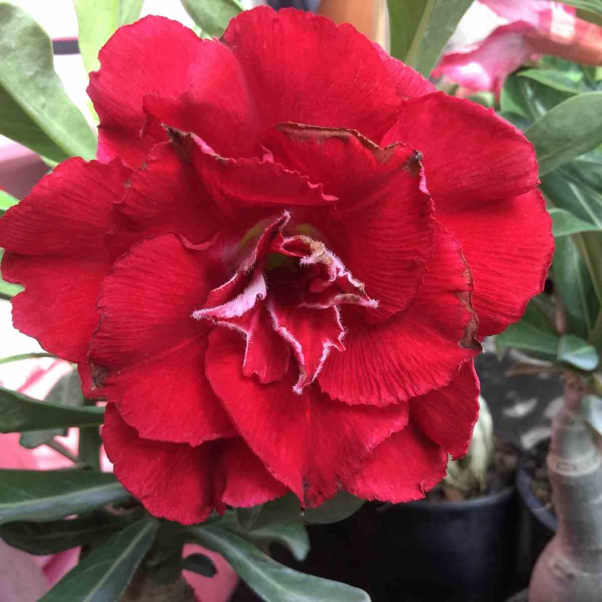 Adenium obesum cv.nakarad red rouge - taille caudex d'environ 150g