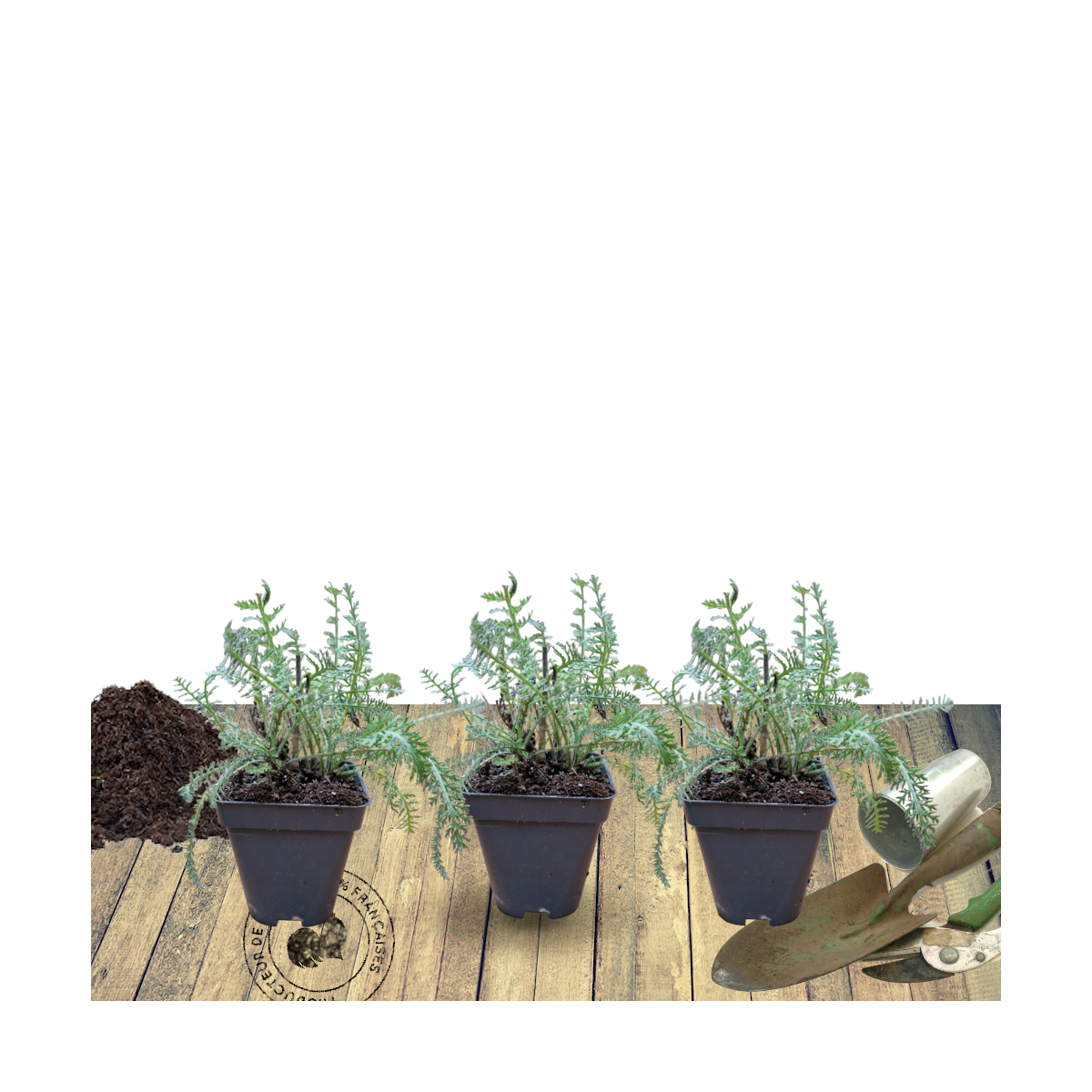 Achillée millefeuille/achillea millefolium[-]lot de 3 godets