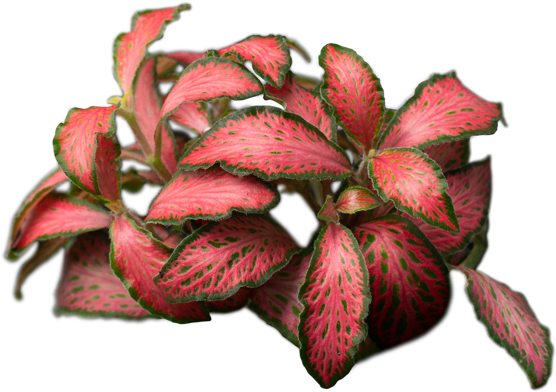 Plant Fittonia Albivenis Forest Flame Red