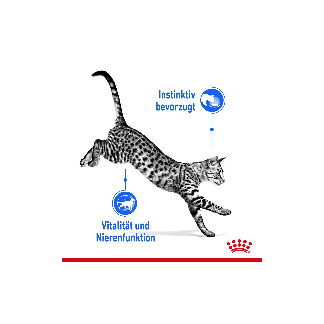 ROYAL CANIN Indoor 7+ Sterilised in Gelee 12x85 g