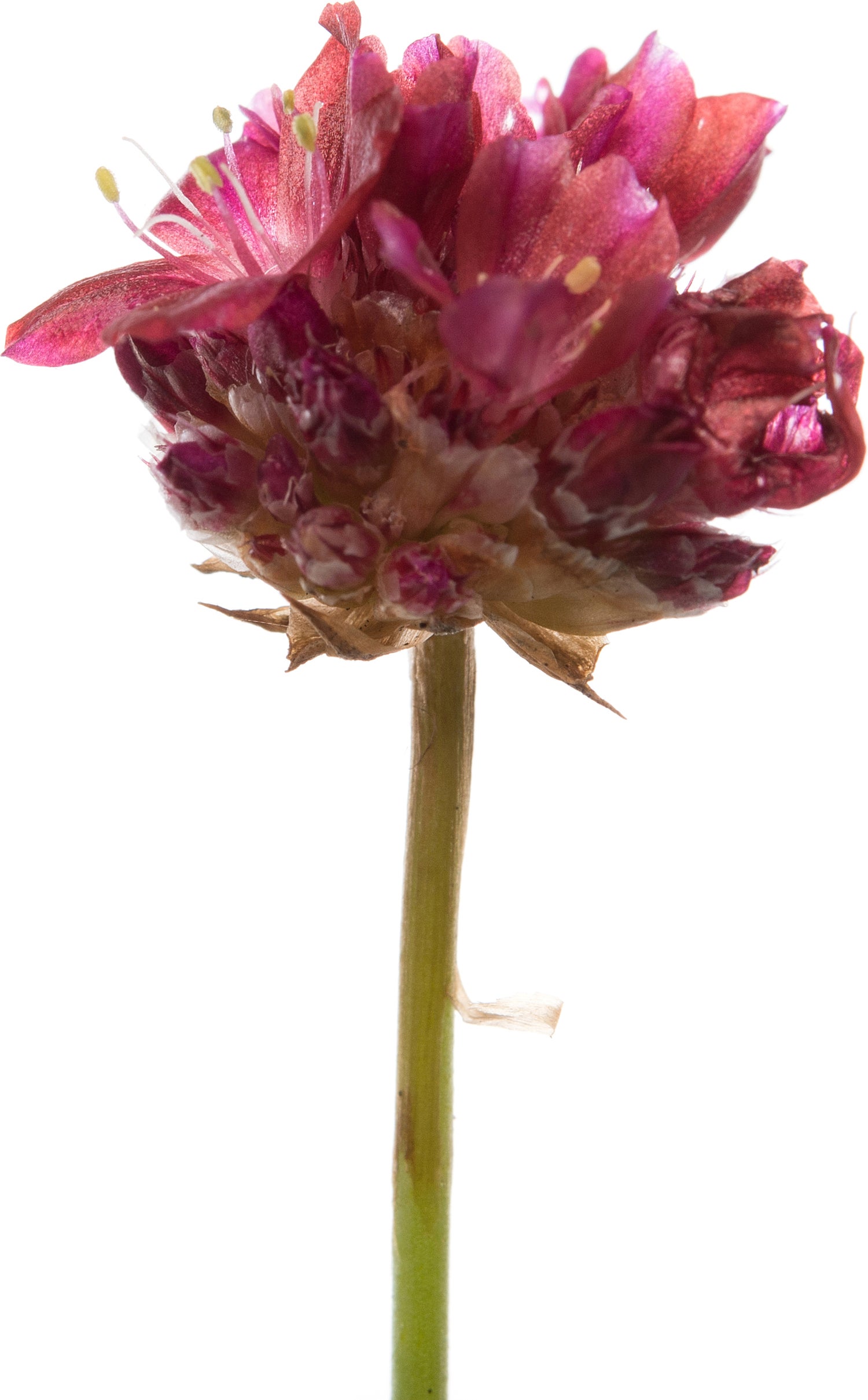 Engels gras (Armeria pseudarmeria 'Ballerina Red') D 11 H 10 cm