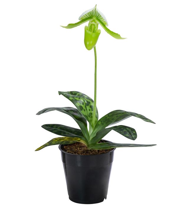 Frauenschuh - Paphiopedilum maudiae