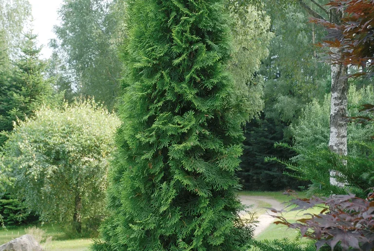 Thuja occidentalis 'Smaragd' Tuja 'Smaragd' Høyde 60-70 cm