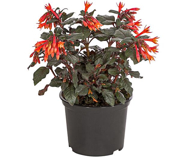 Fuchsie Koralle