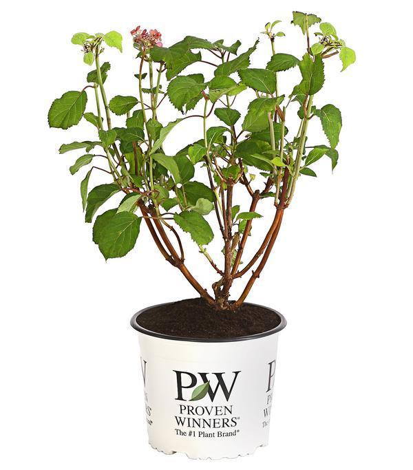 Schneeball-Hortensie 'Pink Annabelle®'