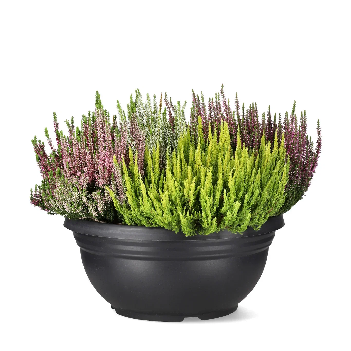 Calluna vulgaris (Beauty Ladies Series) 'Mosaica' Røsslyng BEAUTY LADIES 'Mosaica' Ø45 cm