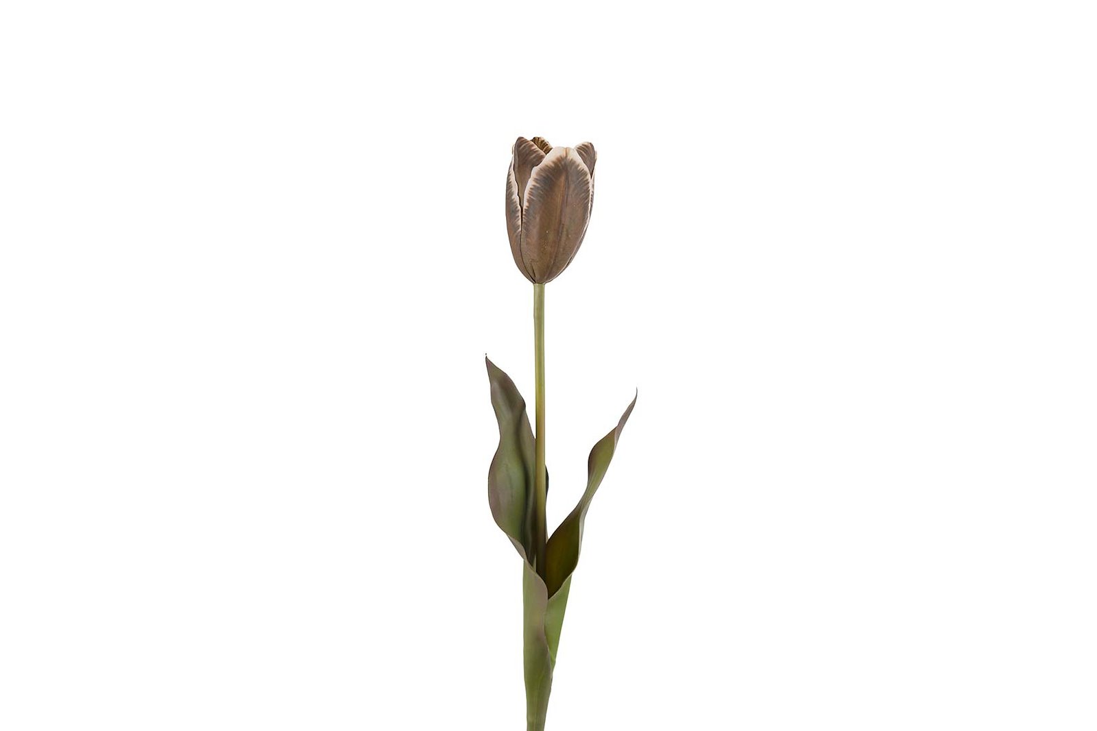 Tulipan stilkblomst Brun. H58 cm