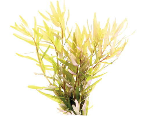 Rondbladige Rotala Laos - Rotala rotundifolia Laos