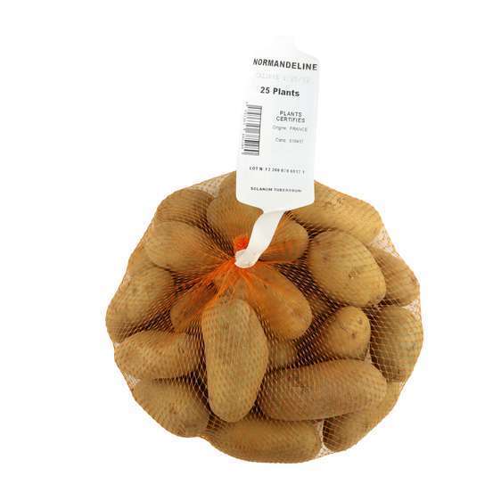 Plants de pommes de terre 'Normandeline' en filet x25