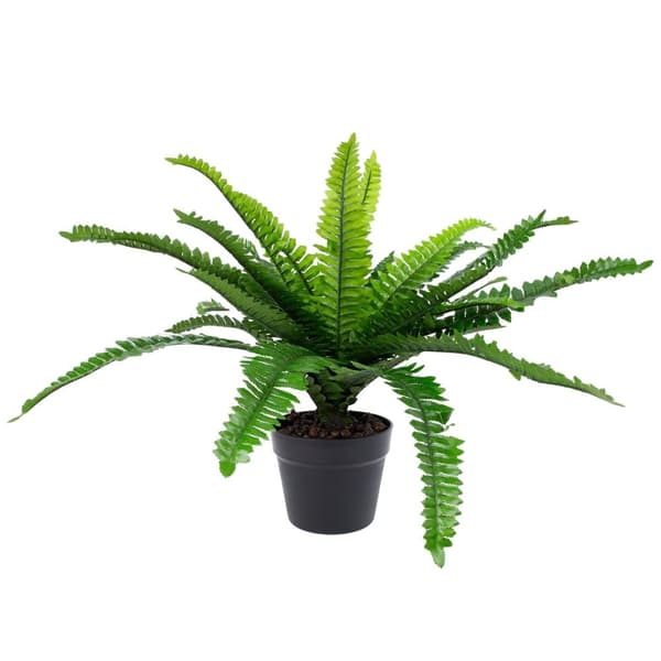 Set med 2 produkter. Grønn plante BOSTON FERN H60cm