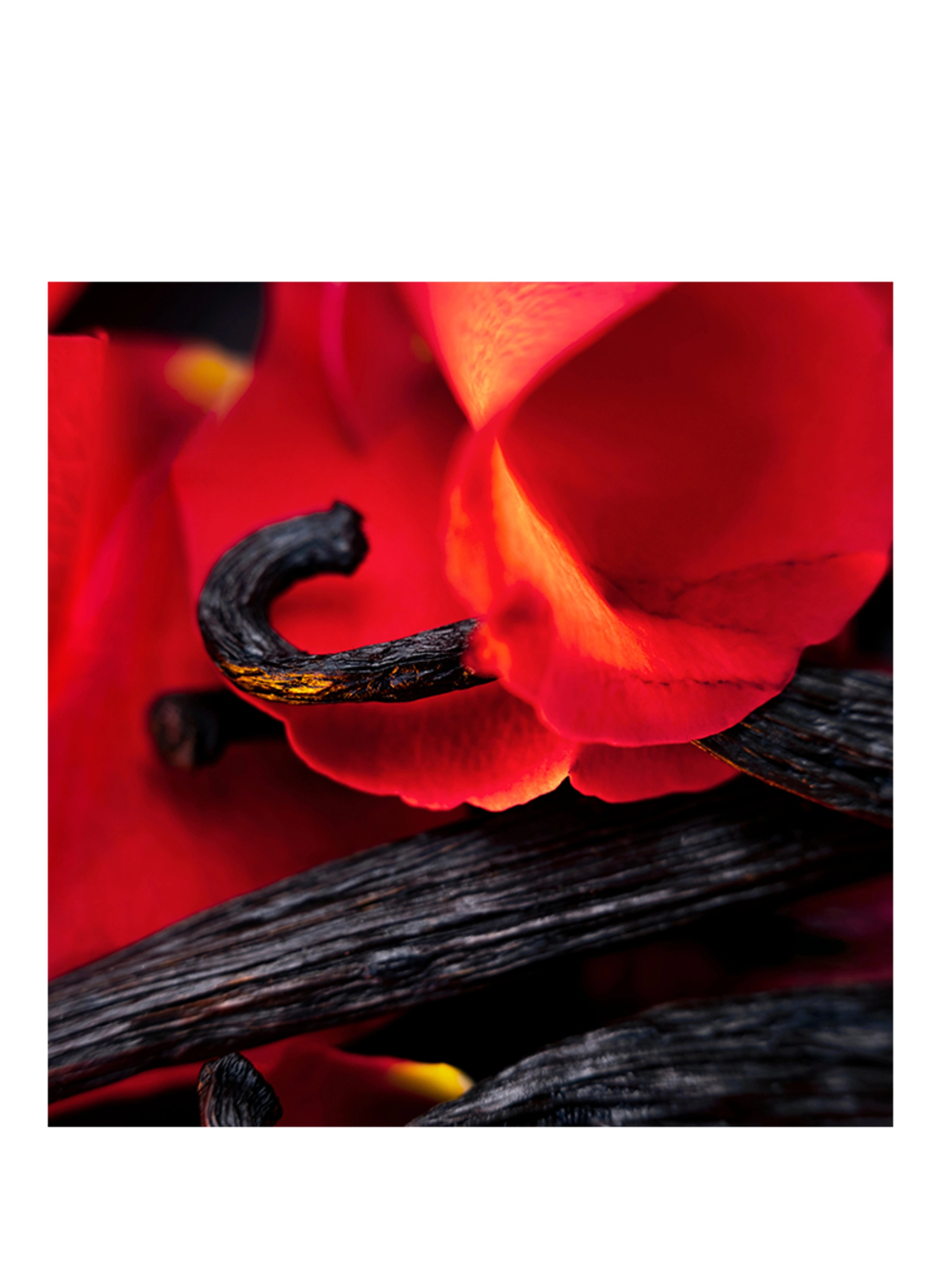 Maison Crivelli HIBISCUS MAHAJAD
