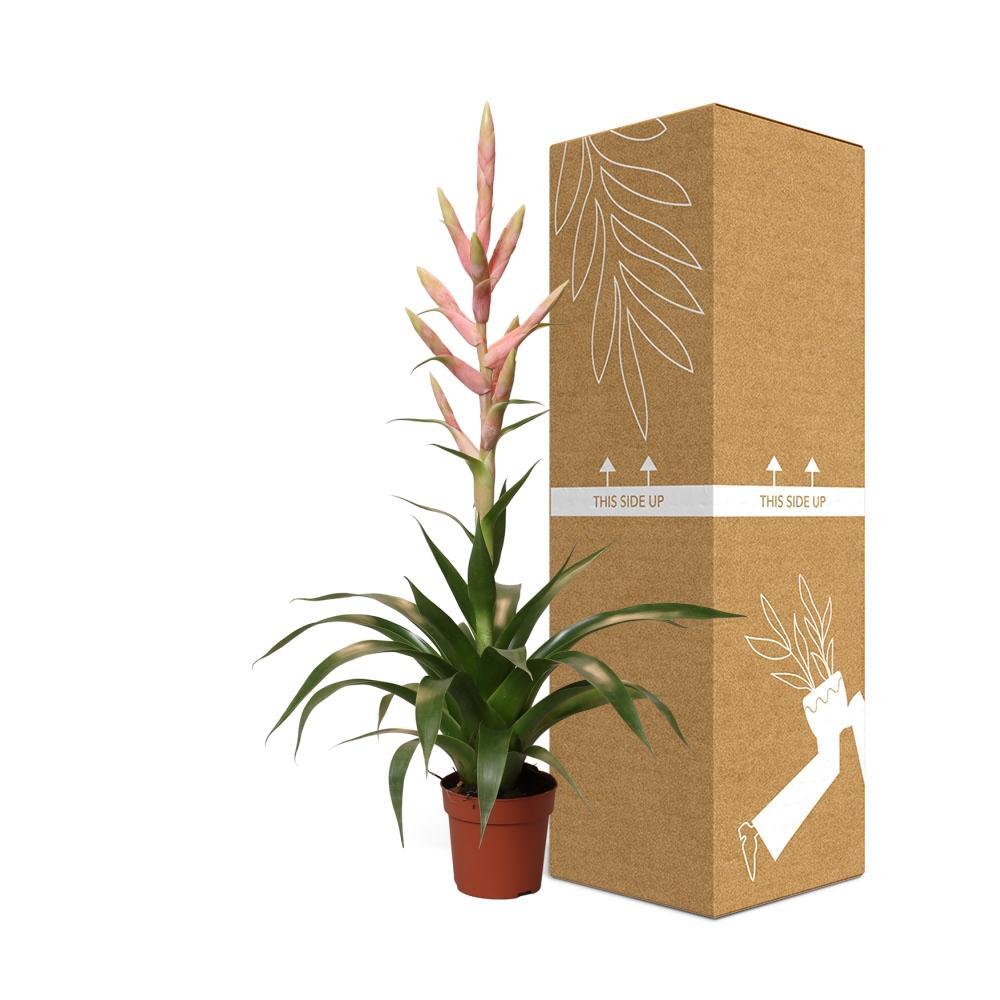 Plante d'intérieur - tillandsia dolce 60.0cm
