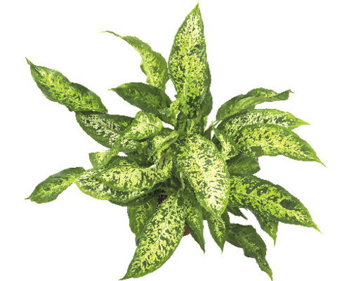 Dieffenbachia FloraSelf Dieffenbachia compacta H 50-60 Ø 17 cm pot