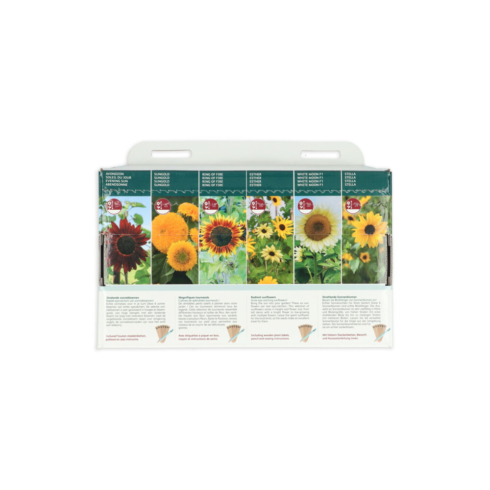 Buzzy Collection Kweekset 6 Stralende Zonnebloemen1 set