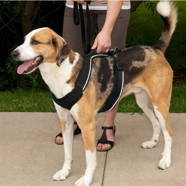 Harnais EasySport Petsafe noir pour chien