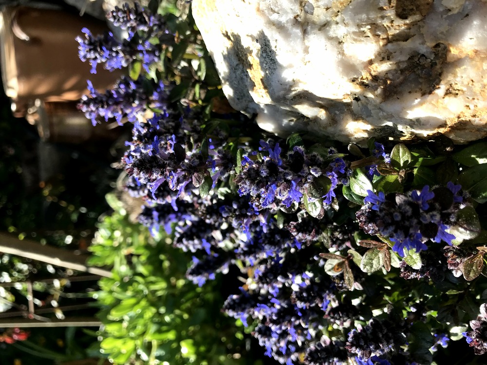 Plant de ajuga pot 10,5 cm