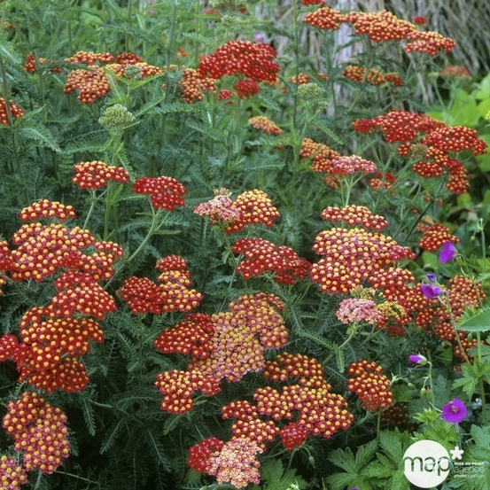 Achillée Millefolium 'Paprika' : godet vert
