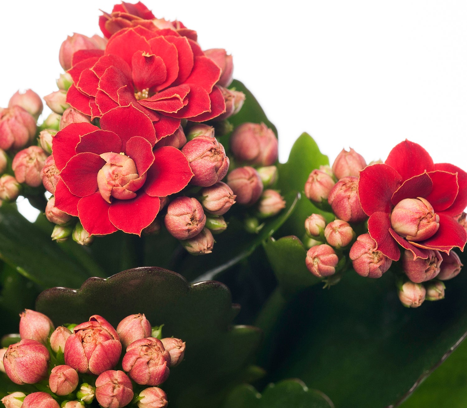 Kalanchoë (Kalanchoë blossfeldiana 'Grandiva') rood D 8 H 15 cm