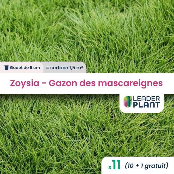 11 x zoysia - gazon des mascareignes en godet