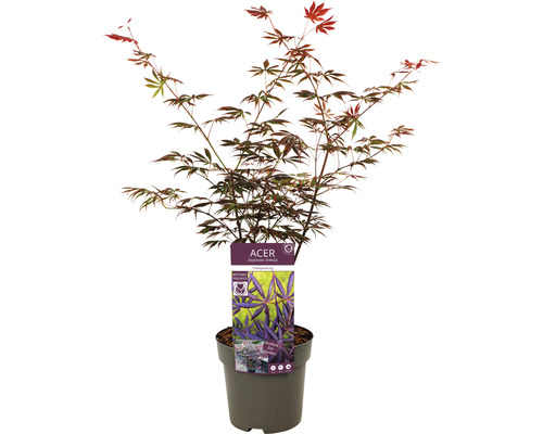 Japanse esdoorn Acer palmatum 'Trompenburg' H 50-60 cm Co 3 L