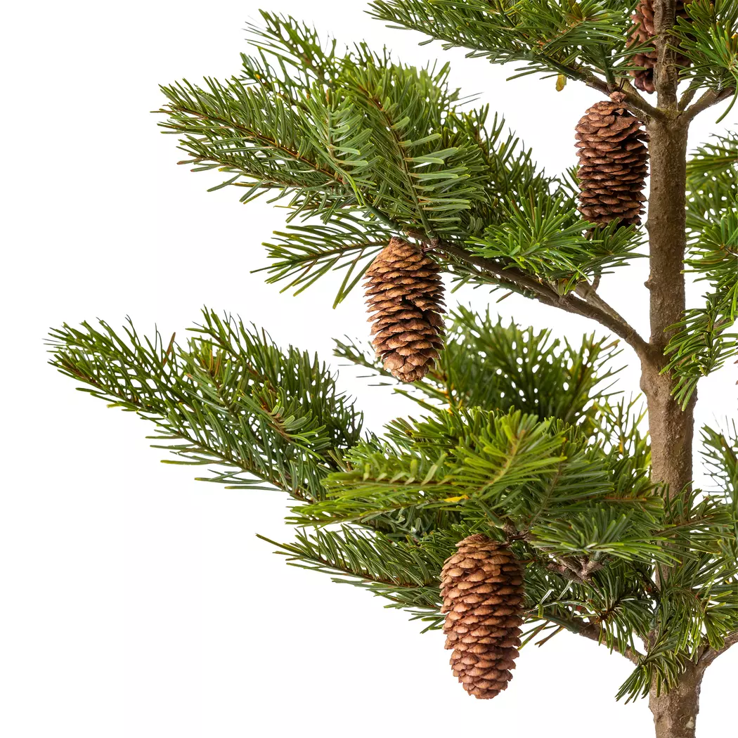Weihnachtsbaum Nordmanntanne 92 cm