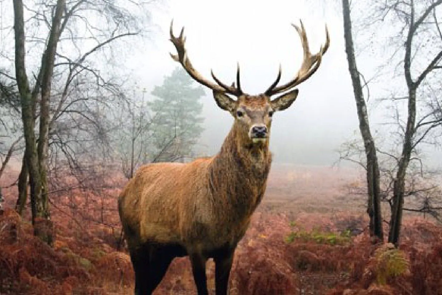 Idyllisches Hirsch-Poster, 61 x 91 cm
